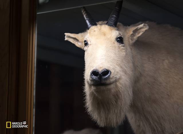 班夫公园博物馆