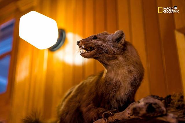 班夫公园博物馆