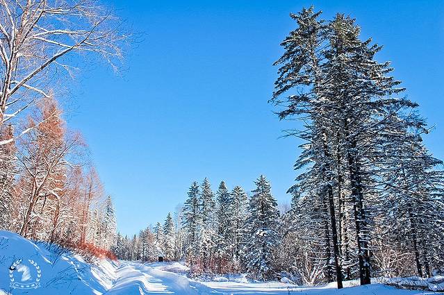 雪乡狗熊岭景区