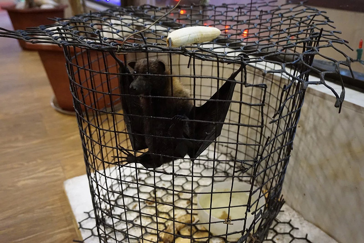 这家还有蝙蝠汤,但是我们不敢吃.