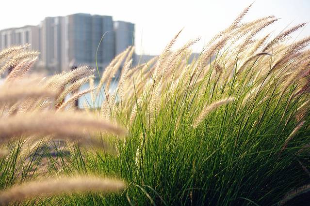 亚斯码头游艇俱乐部