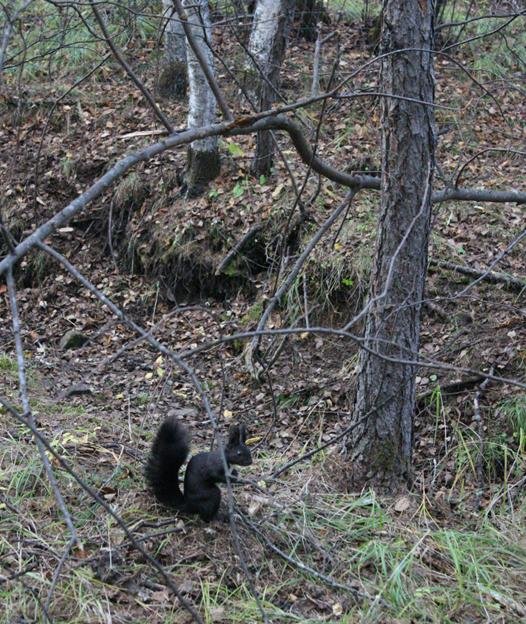 十八站鄂伦春民族乡