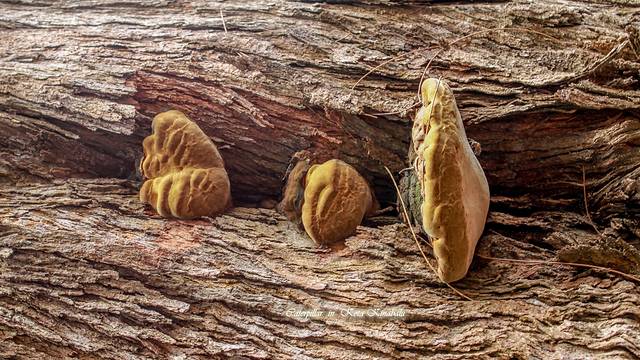 东姑阿都拉曼海洋公园