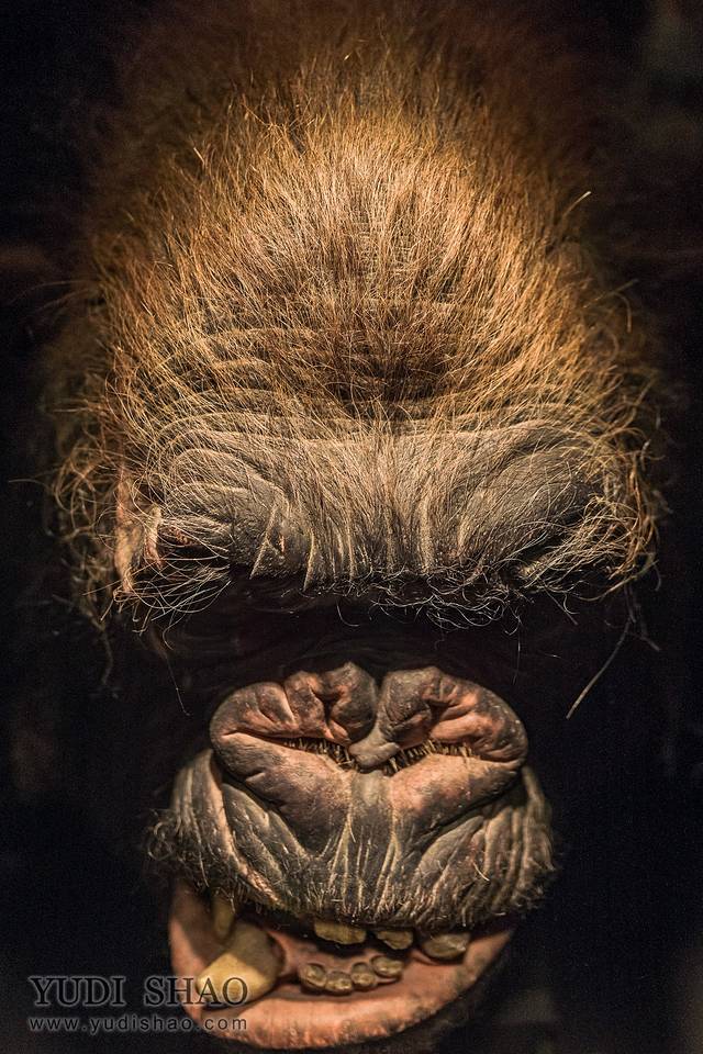 惠灵顿维塔工作室