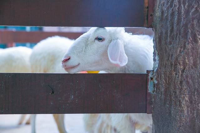清迈夜间野生动物园