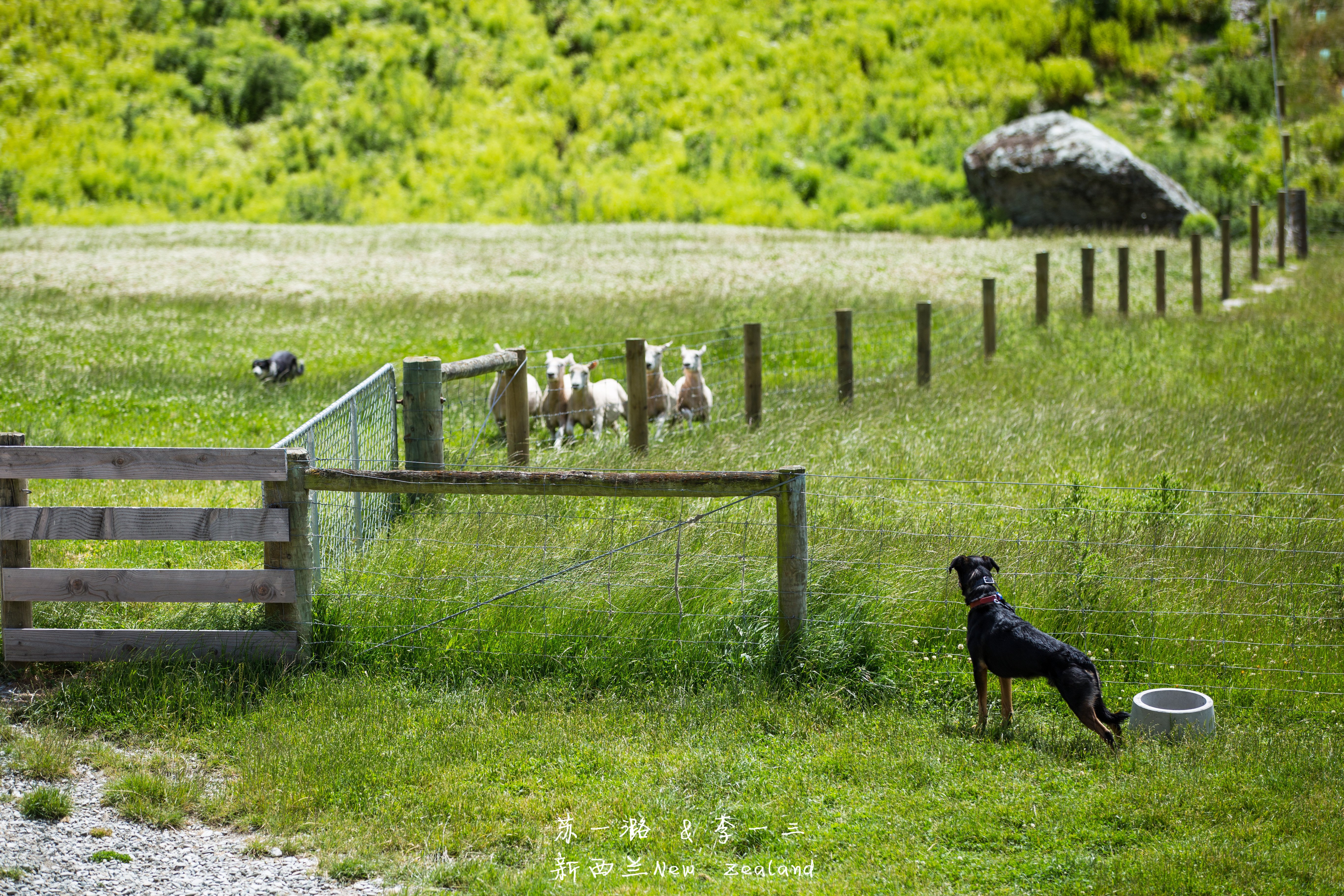 这个羊奶酪小披萨,看着好吃,但是我实在不喜欢这个膻味.