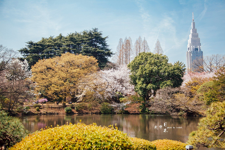 新宿御苑是东京最受欢迎的赏樱地之一，有5000多颗樱花树，而且地势开阔，不会有人挤人的感觉，我