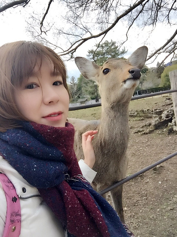 而且,关键是,无意间查了京都到奈良真的是非常