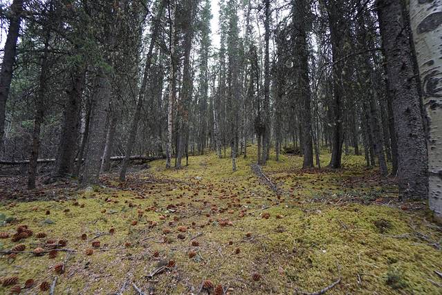 丹奈利国家公园