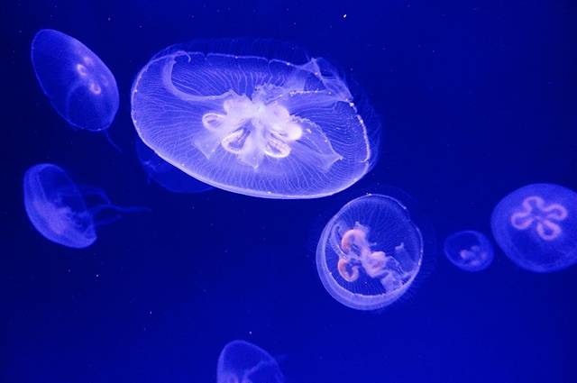 摩纳哥海洋地理博物馆