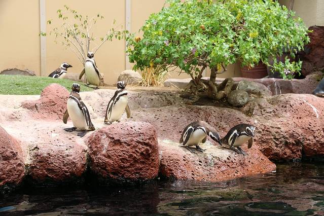 圣地亚哥海洋世界