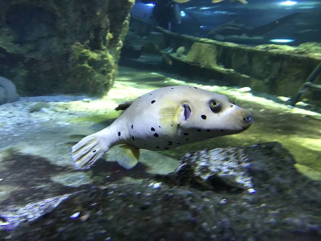 关岛海底世界水族馆