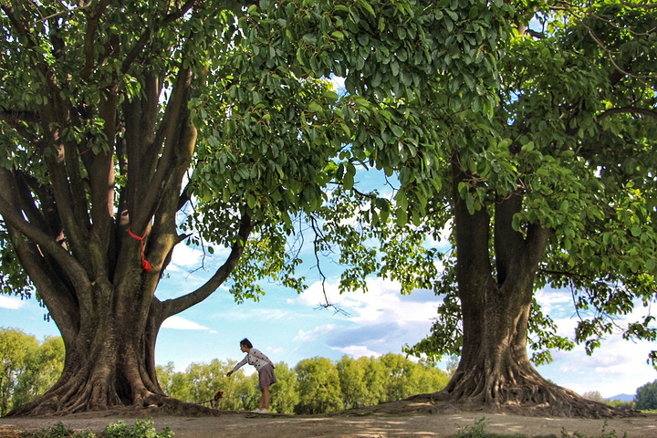 2018海舌生态公园走出来,停车场旁边当地人停马车,喂马那个小路中间就是。这次最爱场景,没有之一_夫妻树评论 - 去哪儿攻略社区