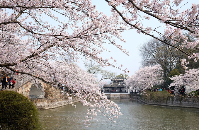 最美樱花季 ~ 不用去日本,苏州,无锡美轮美奂赏花三日行