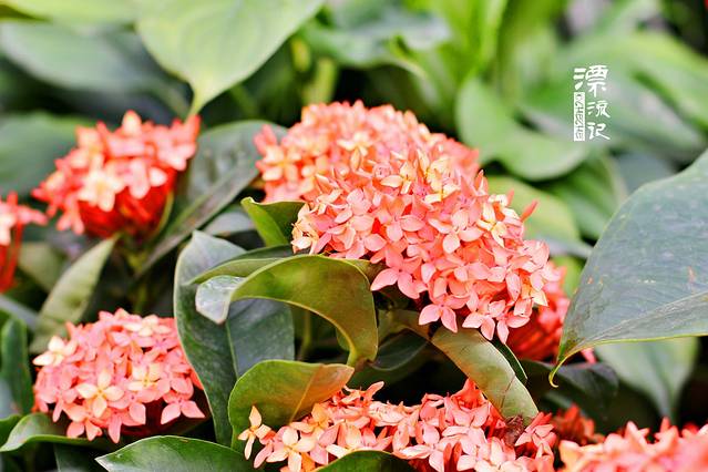 英山四季花海景区