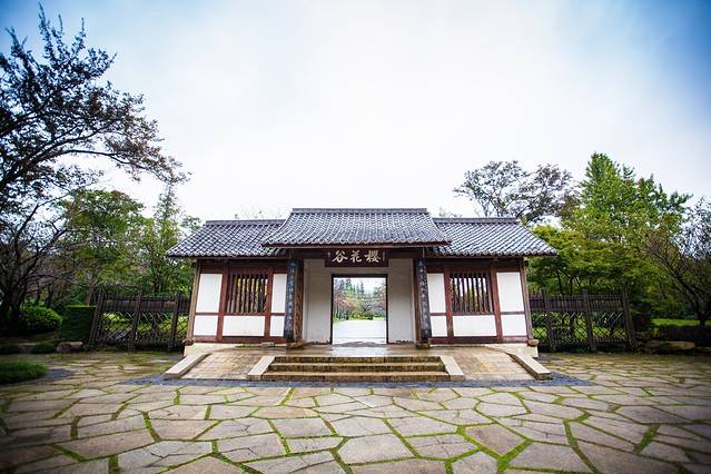 太湖鼋头渚风景区-樱花谷