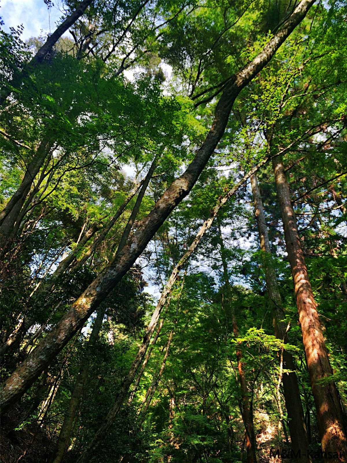 春日山原始森林被列为特别天然纪念物,照叶树林被指定为国家名胜.