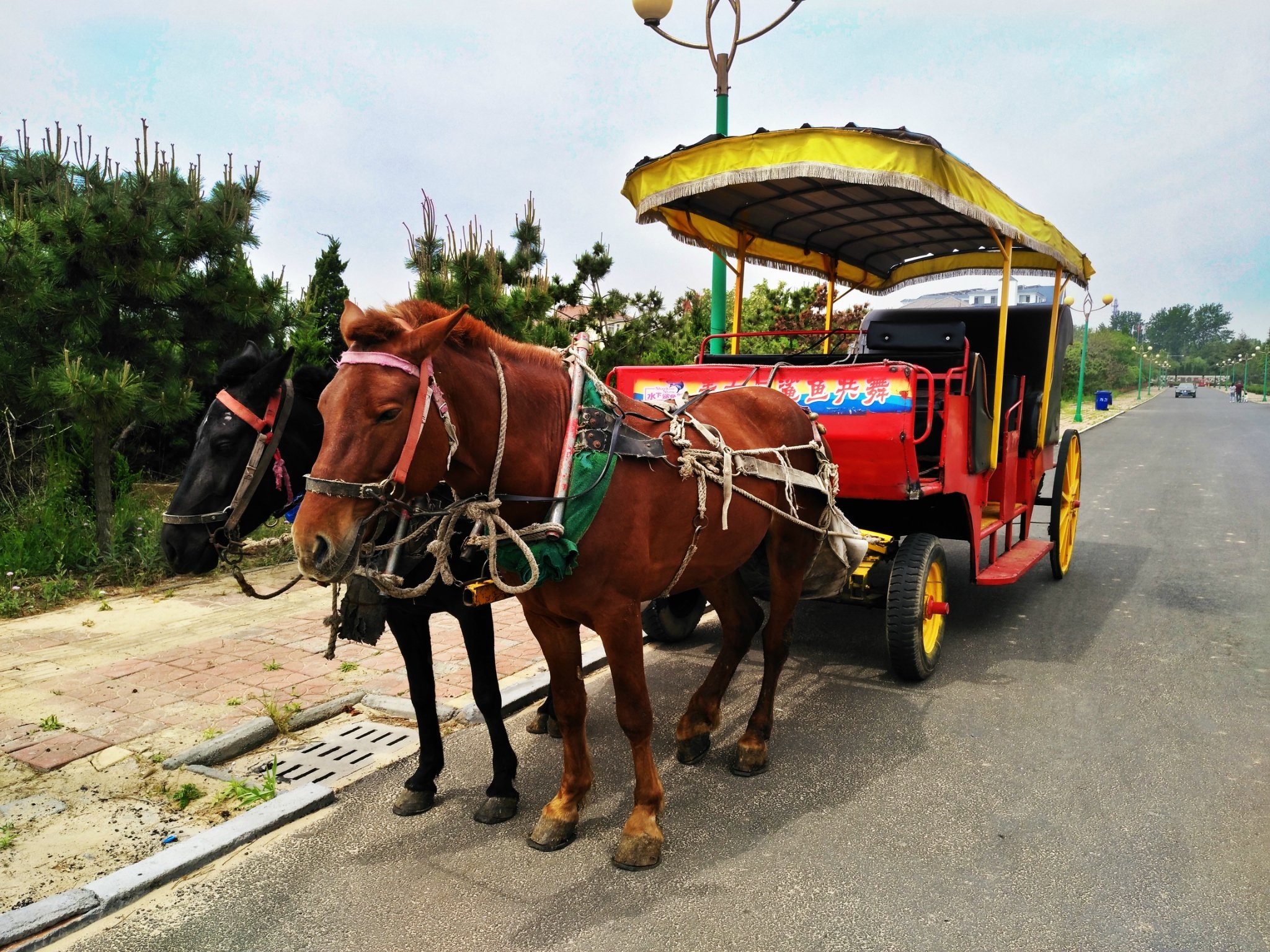 公园里的荷花池森林公园的海底也是非常平坦听渔家刘