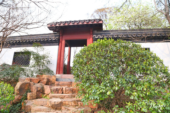 21图文 Yumi墙内的李花小而密那俏丽的花枝还多情地探出墙外引来了不少小蜜蜂和过路的游人无不驻 采石矶 评论 去哪儿攻略