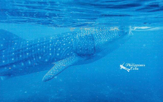 奥斯洛布鲸鲨观赏