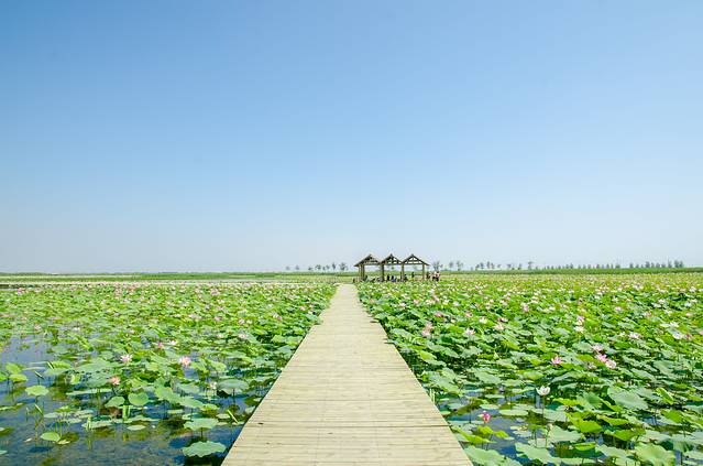 沙湖生态旅游区