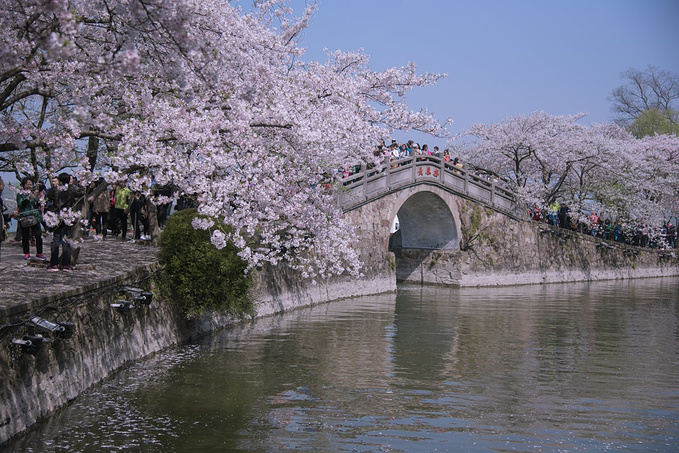 樱花季@锡游记