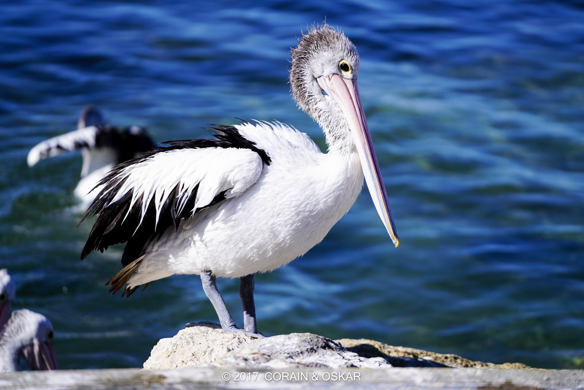 这只鹈鹕,没吃到鱼,死活不肯松开口,哈哈