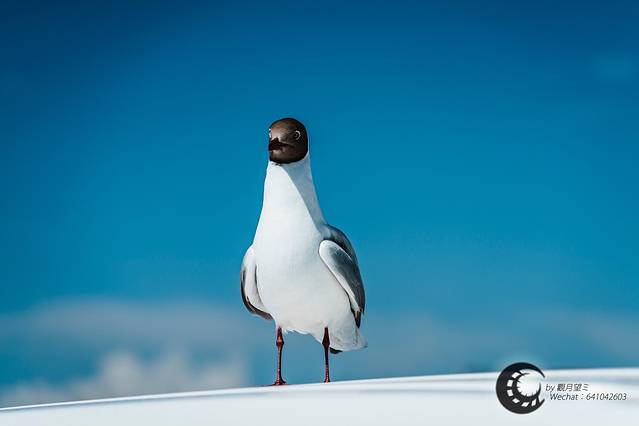 青海湖-鸟岛景区