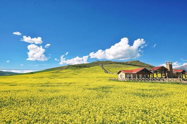 门源百里油菜花海