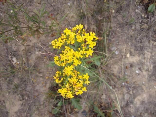 凤凰山生态植物园