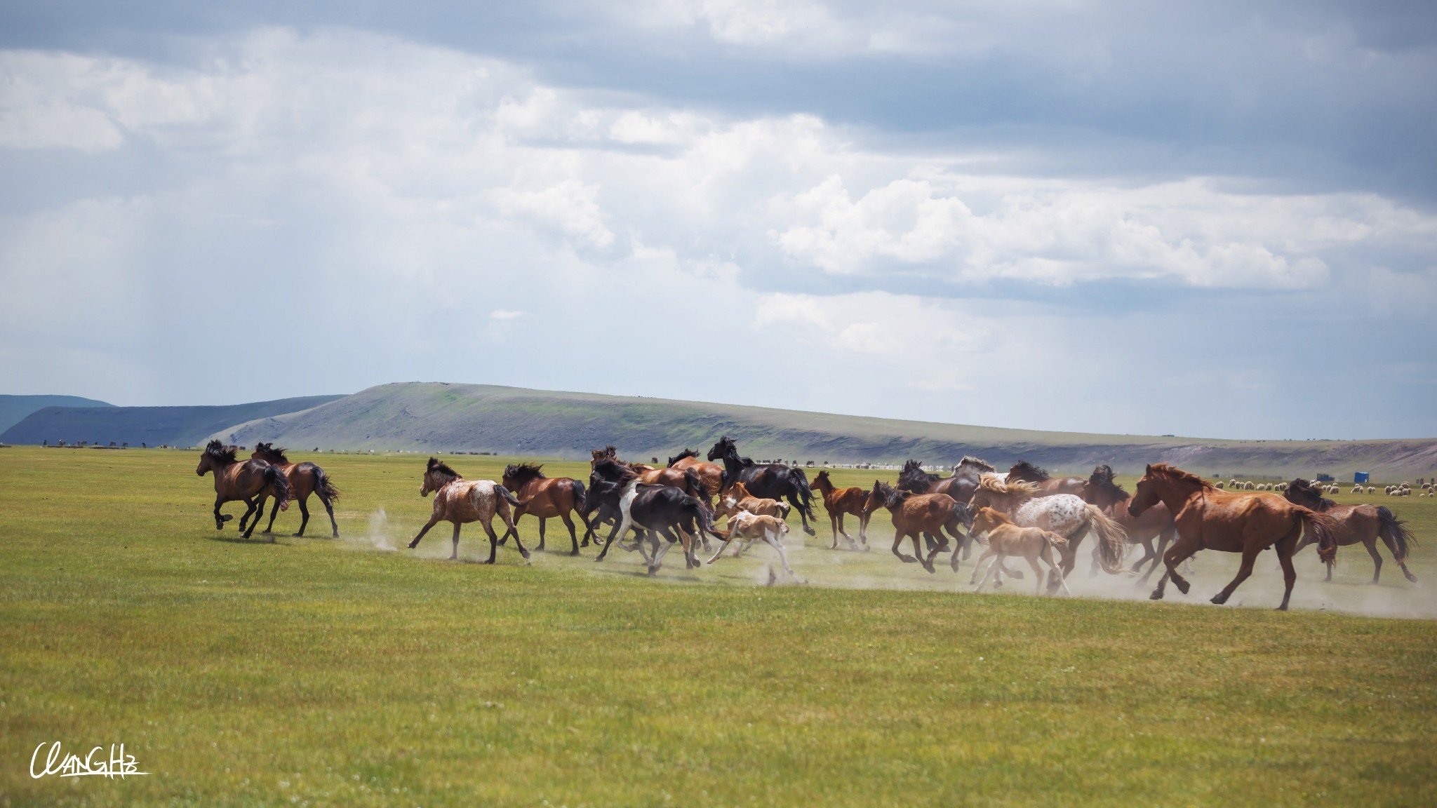 2023呼和诺尔草原旅游区游玩攻略,这里的马驹跑起来有着异常强.