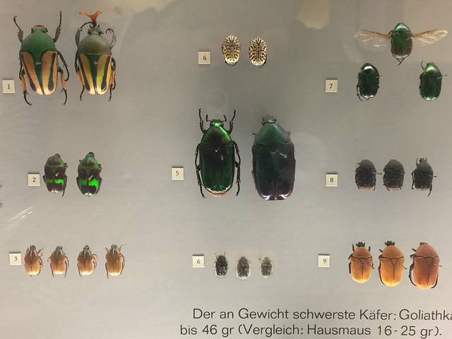 Senckenberg Natural History Museum (Naturmuseum Senckenberg)