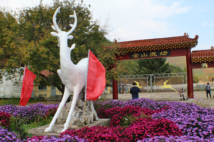 "几百头马鹿，天山马鹿和梅花鹿在山泉边嬉戏，大密林中徜徉，常年集山川大地之灵气，蓄花草树木之精华_金山鹿苑"的评论图片