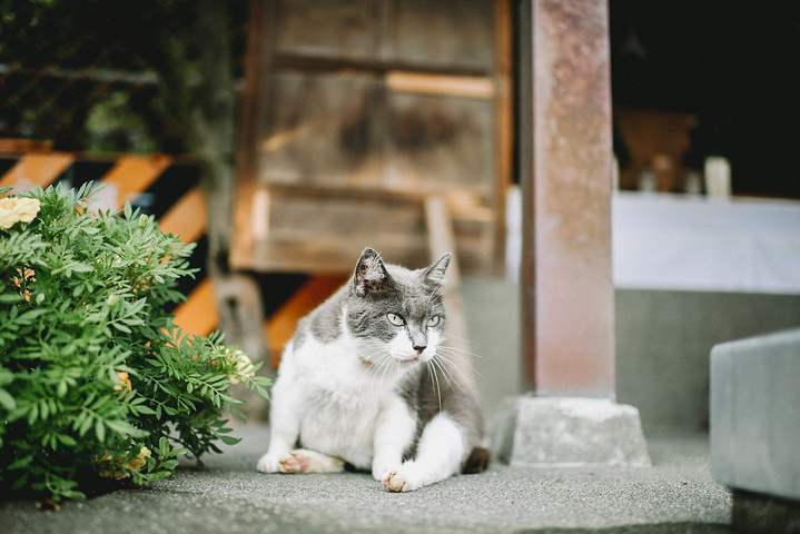 同颜色毛发的猫咪有的趴在树上, 有的蹲在佛堂边, 有的对着行人喵喵叫