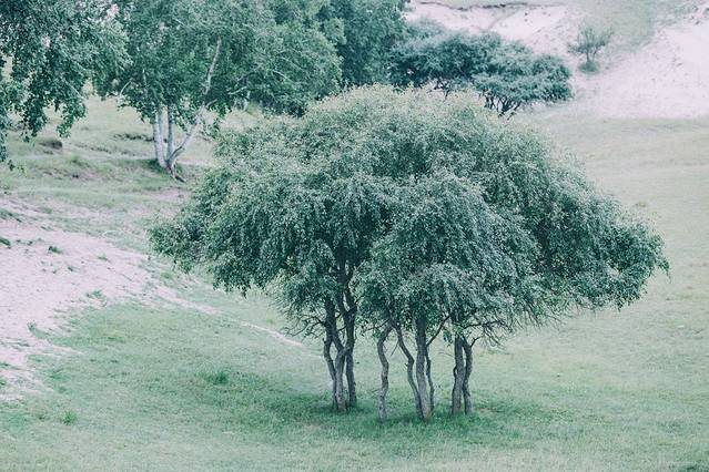 乌兰布统古战场