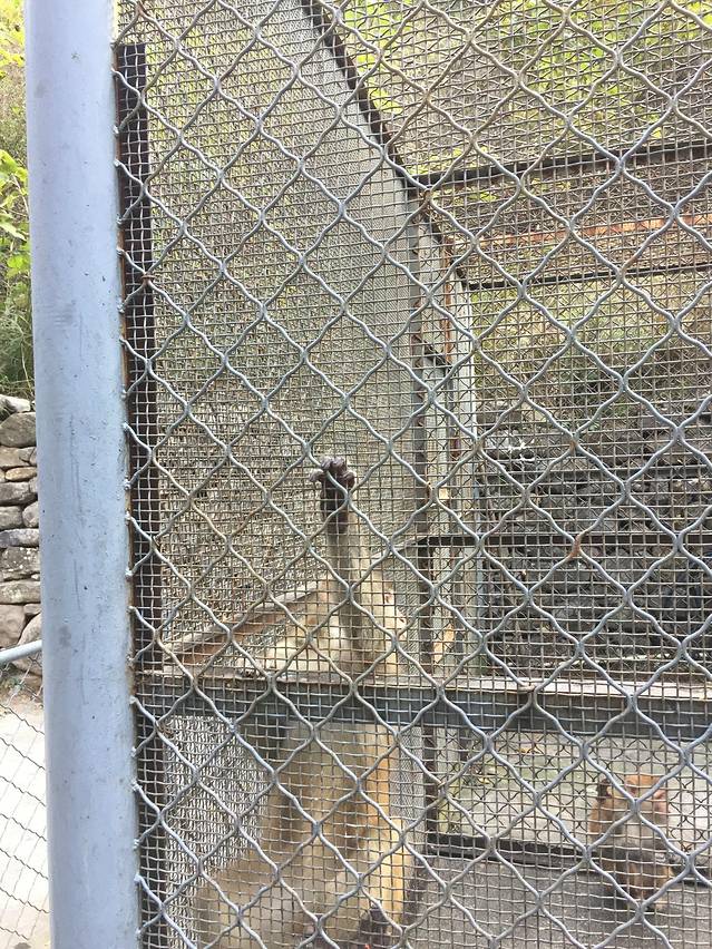 猕猴谷-猕猴表演区