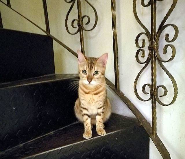 more than meow吴止猫主题餐厅(公馆店)