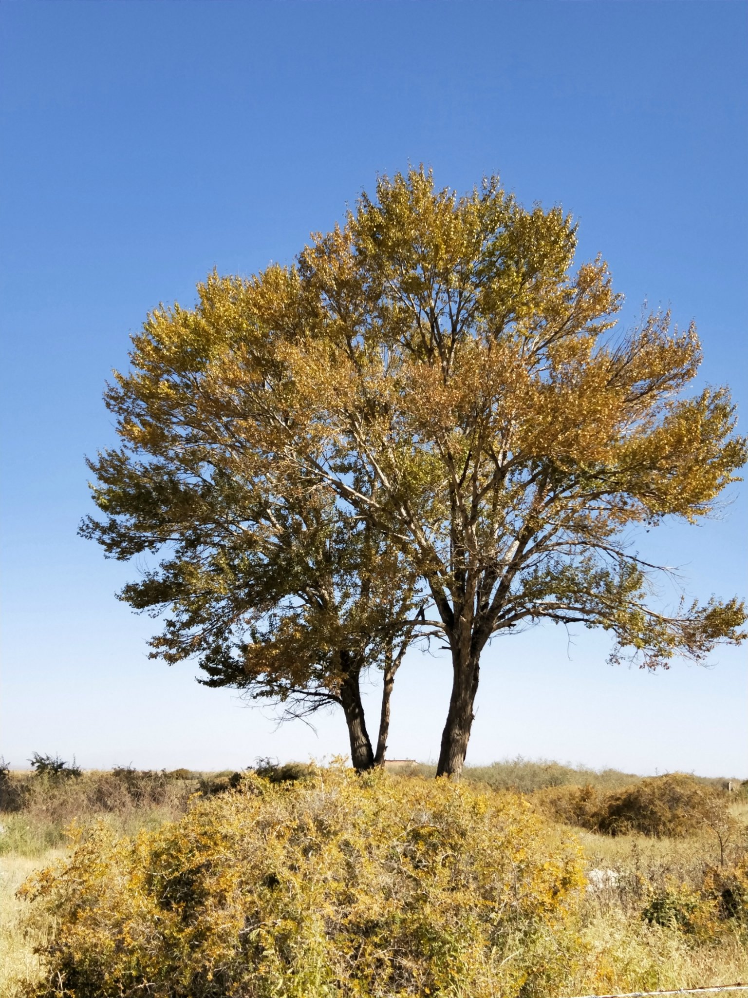 托素湖是德令哈外星人遗址所在不管是真是假托素湖是大雨见过最美的湖