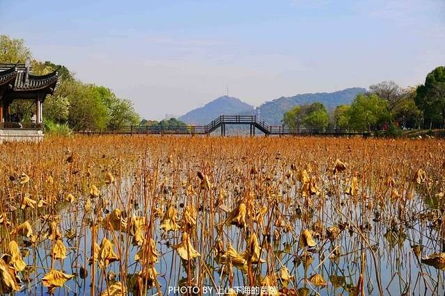 湘湖旅游度假区-荷花庄