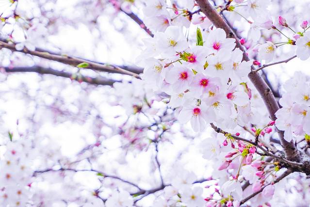 无锡市太湖鼋头渚风景区
