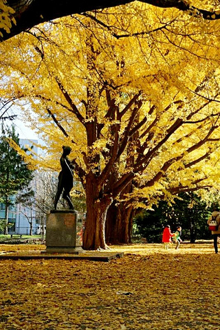 "没想到白天的旧道厅格外美，公园里的银杏树落了满地金黄色，特别好看。填饱了肚子，准备步行去大通公园_北海道旧本厅舍"的评论图片