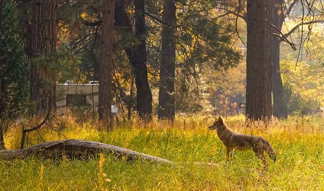 优胜美地国家公园