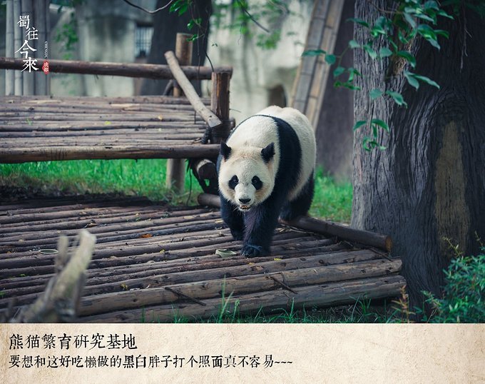 西成高铁开通啦!元旦三天去哪儿玩?西安成都一