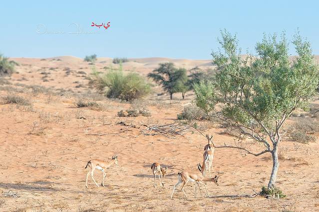 迪拜沙漠保护区