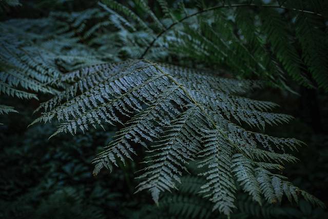 中国株椤纪公园