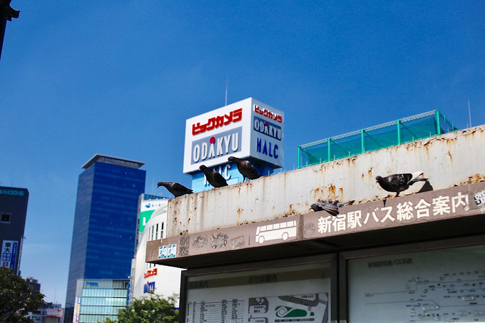 北海道的童话 写一封情书给自己 札幌旅游攻略 游记 去哪儿攻略