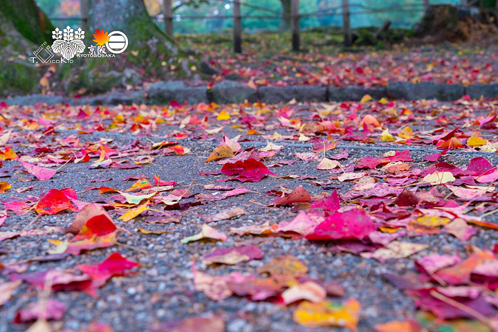 21 奈良公园的红叶 奈良公园其实就是一个风景片区 里面都有交通主干道的 所以不时也要过过马路 奈良公园 评论 去哪儿攻略