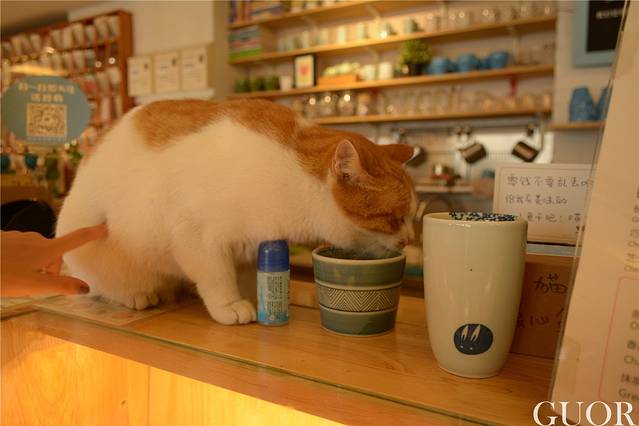 猫的天空之城概念书店(周庄文化街店)