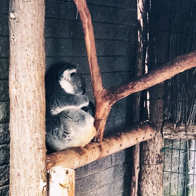 克莱兰德野生动物园