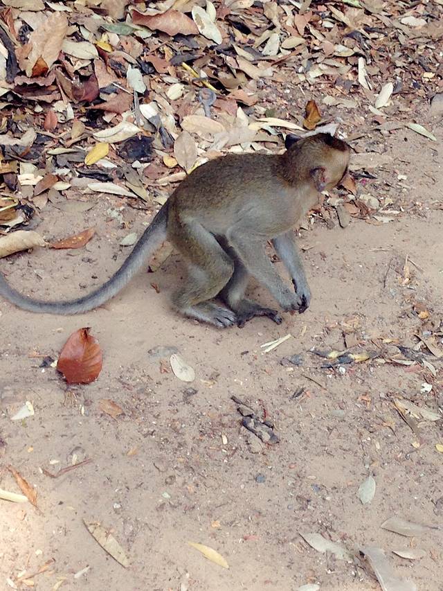 西哈努克自由港